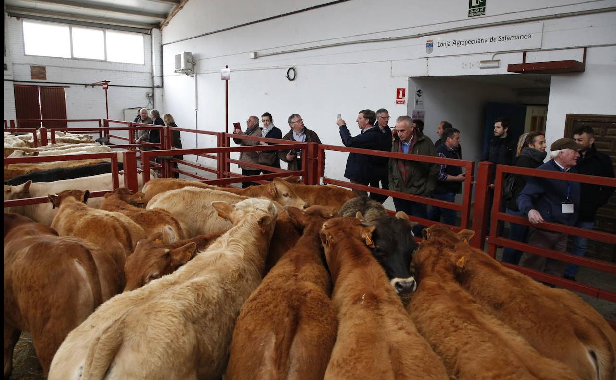 Cabezas de ganado en el recinto ferial.