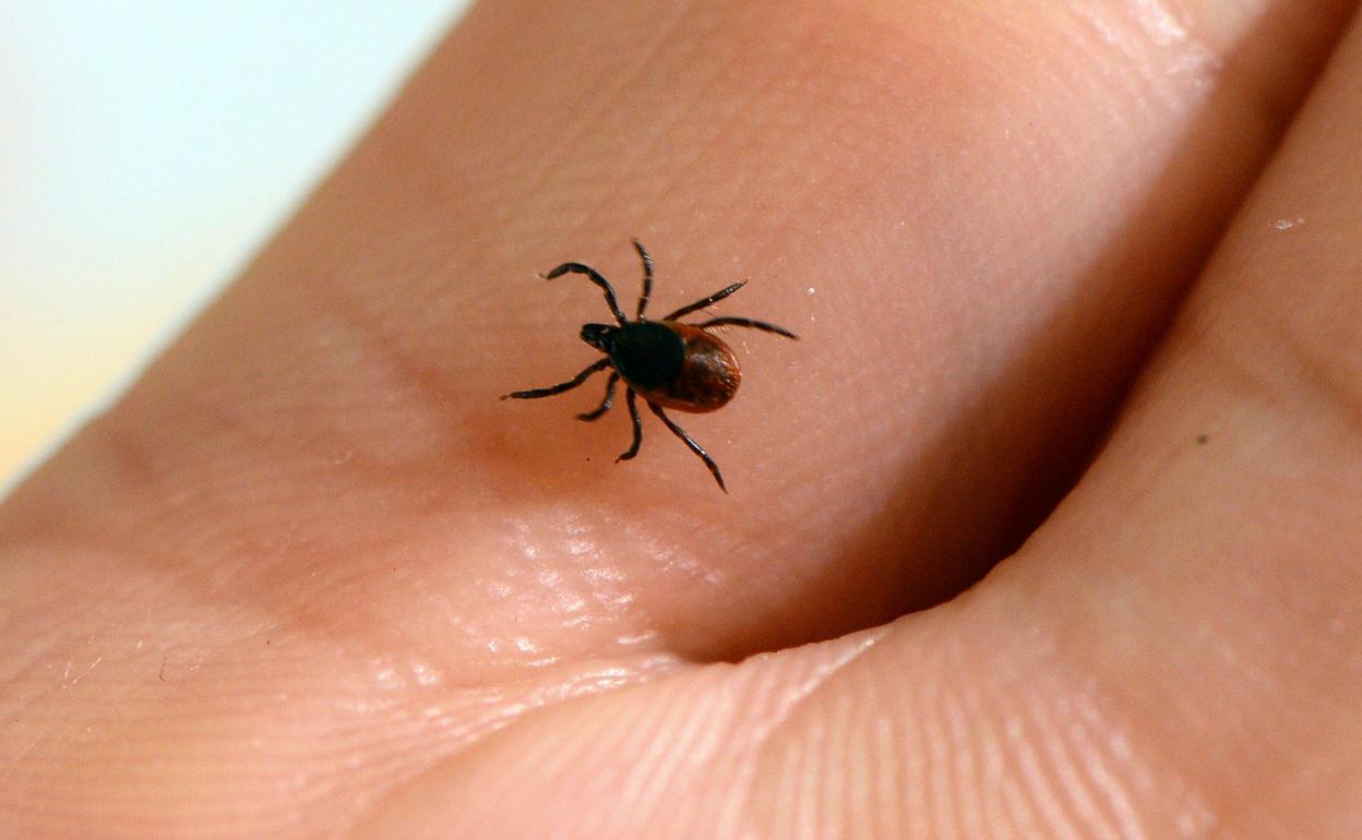 Una garrapata, en una imagen de archivo. 