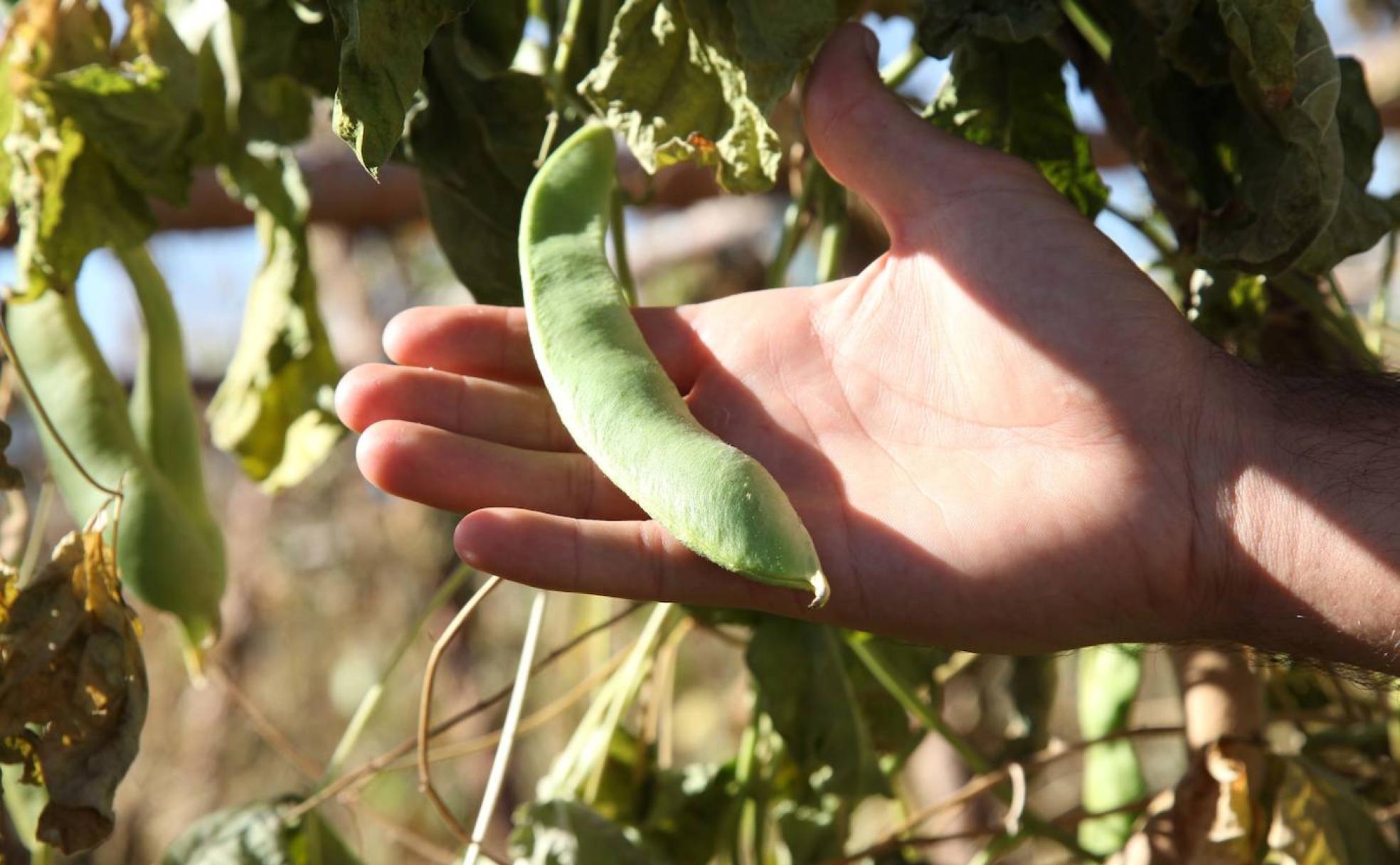 Judión de La Granja.