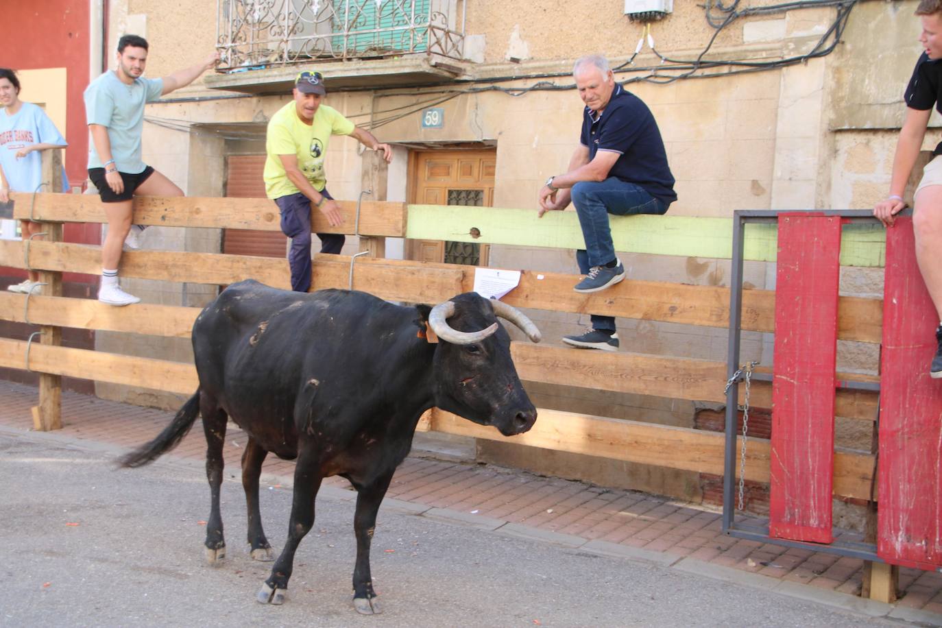 Fotos: Los primeros encierros en Palencia después de un parón de dos años