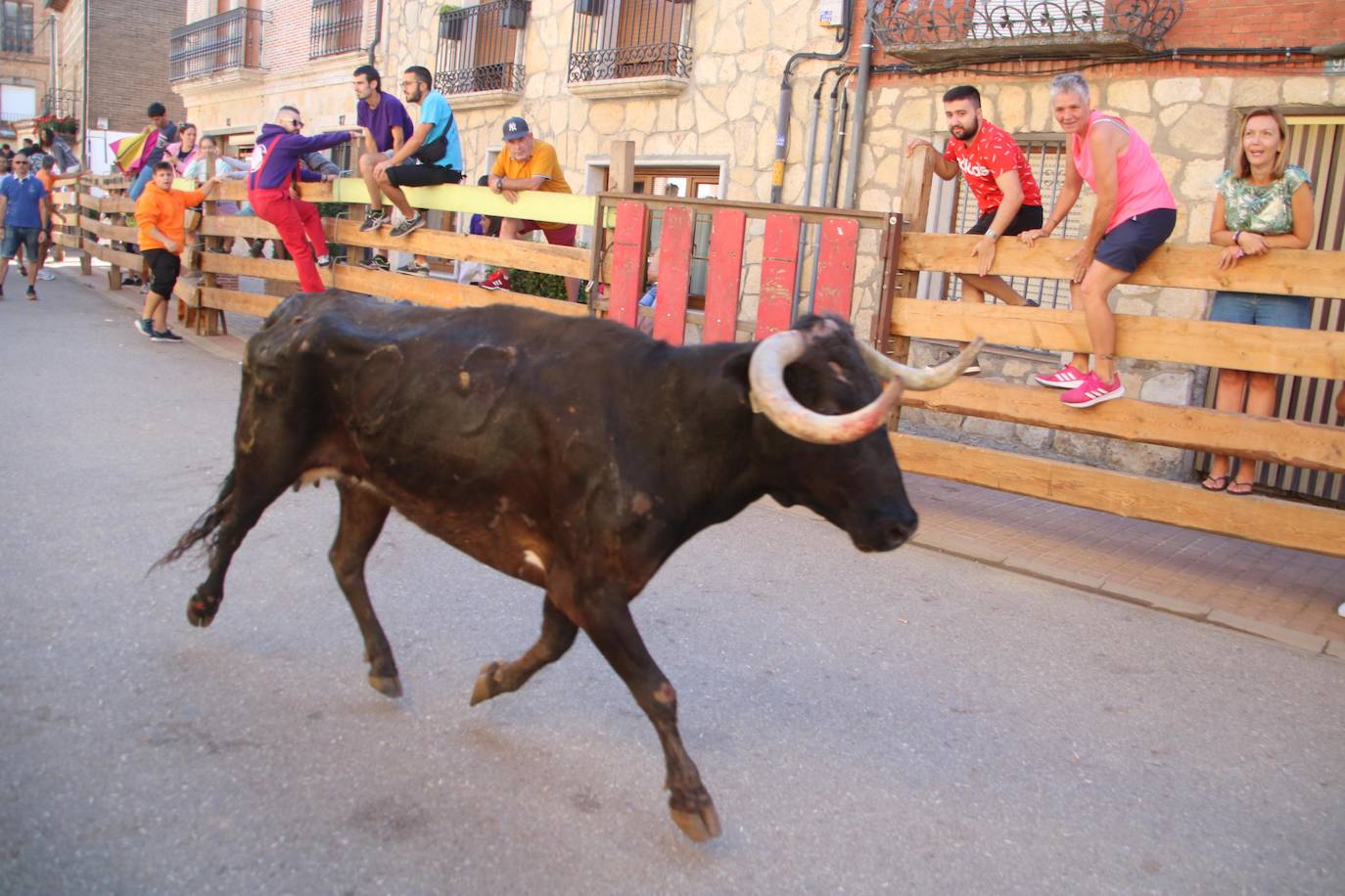 Fotos: Los primeros encierros en Palencia después de un parón de dos años