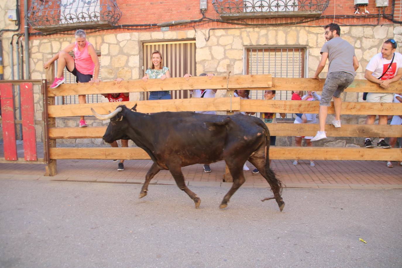 Fotos: Los primeros encierros en Palencia después de un parón de dos años