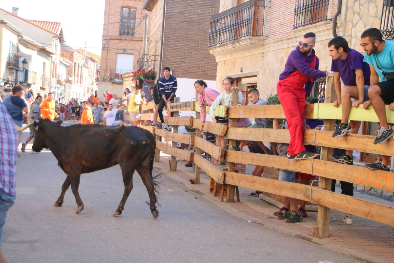 Fotos: Los primeros encierros en Palencia después de un parón de dos años