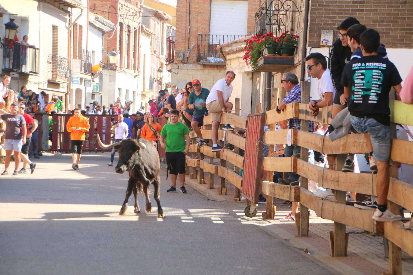 Fotos: Los primeros encierros en Palencia después de un parón de dos años