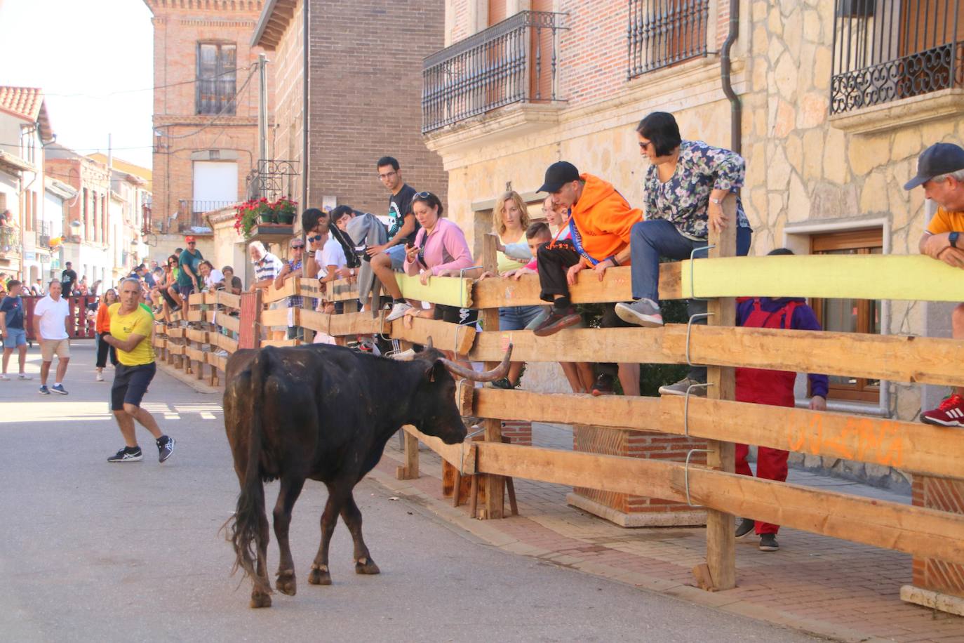 Fotos: Los primeros encierros en Palencia después de un parón de dos años