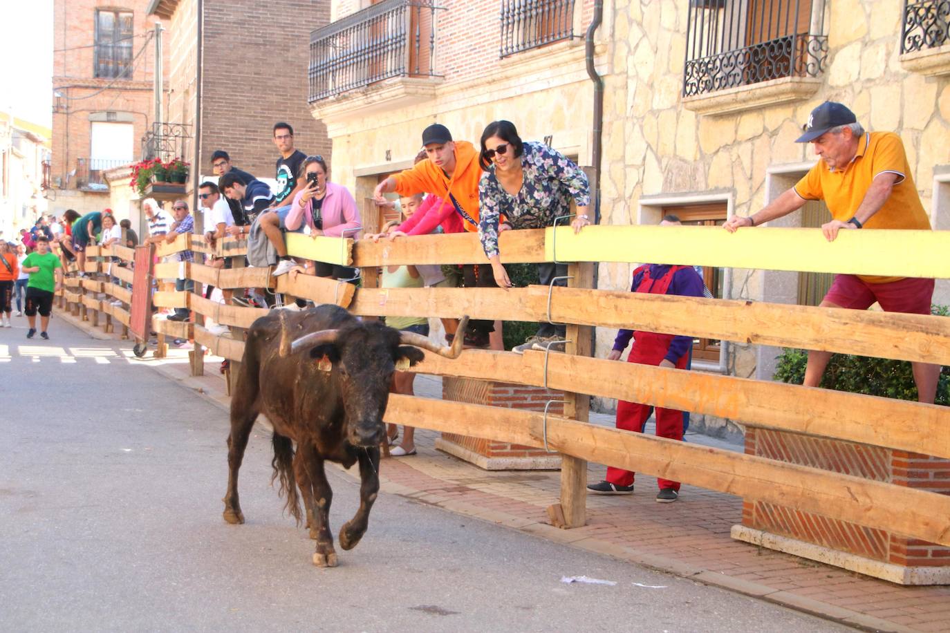 Fotos: Los primeros encierros en Palencia después de un parón de dos años