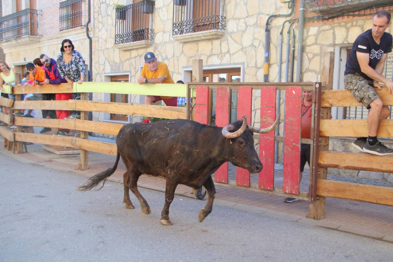 Fotos: Los primeros encierros en Palencia después de un parón de dos años