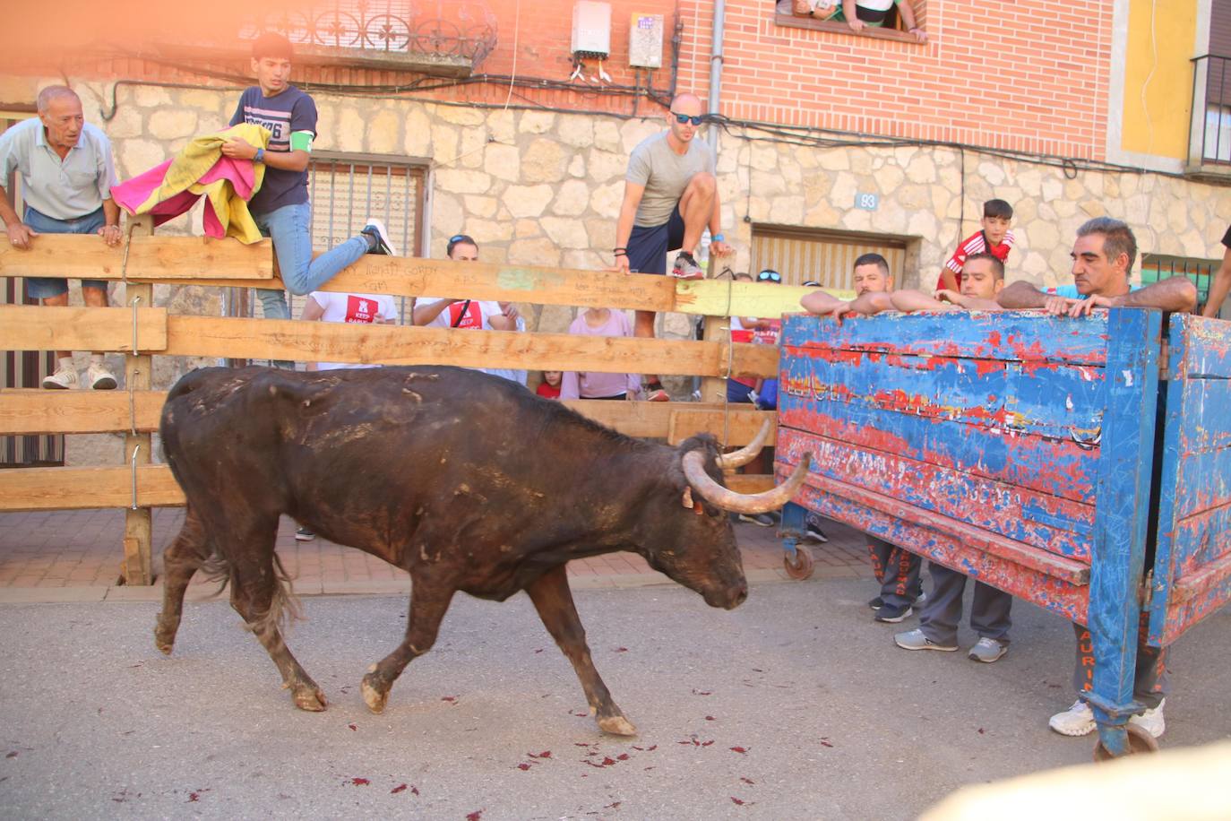 Fotos: Los primeros encierros en Palencia después de un parón de dos años