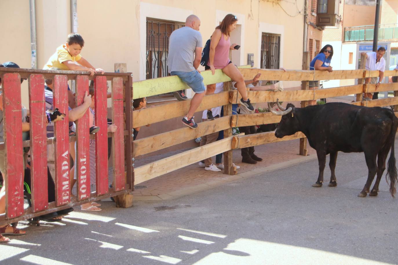 Fotos: Los primeros encierros en Palencia después de un parón de dos años