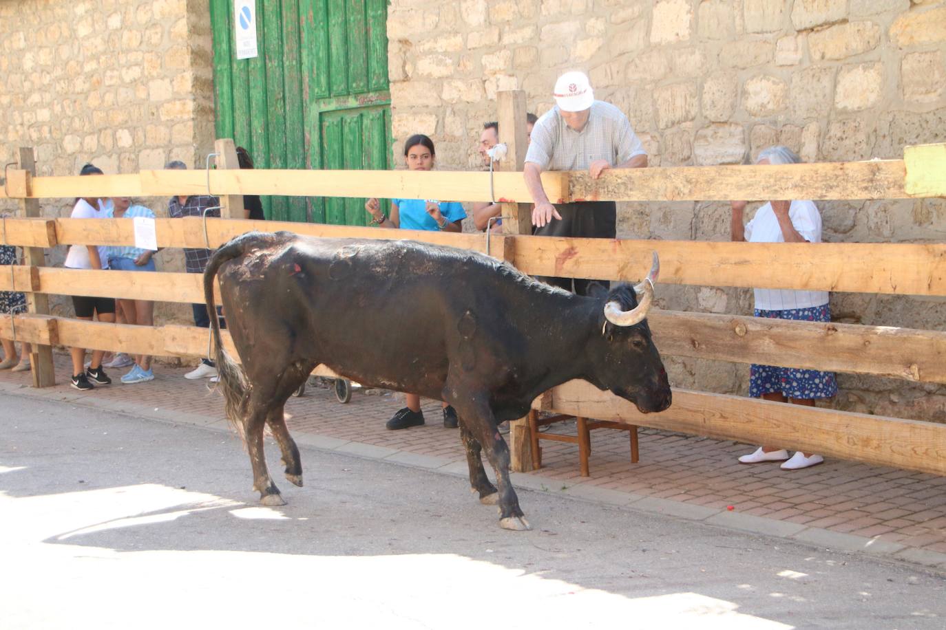 Fotos: Los primeros encierros en Palencia después de un parón de dos años