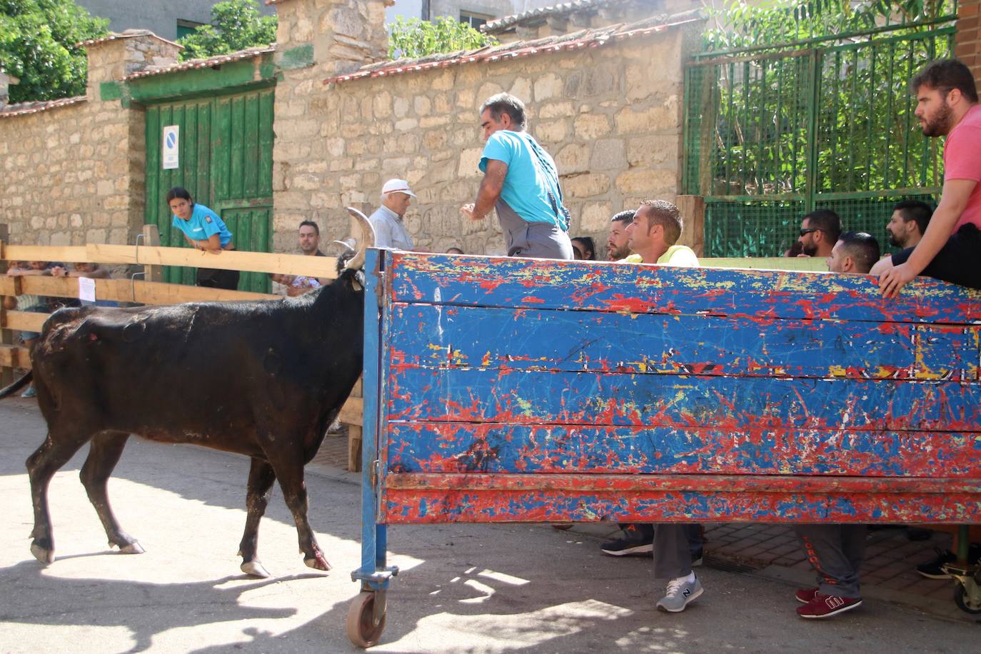 Fotos: Los primeros encierros en Palencia después de un parón de dos años