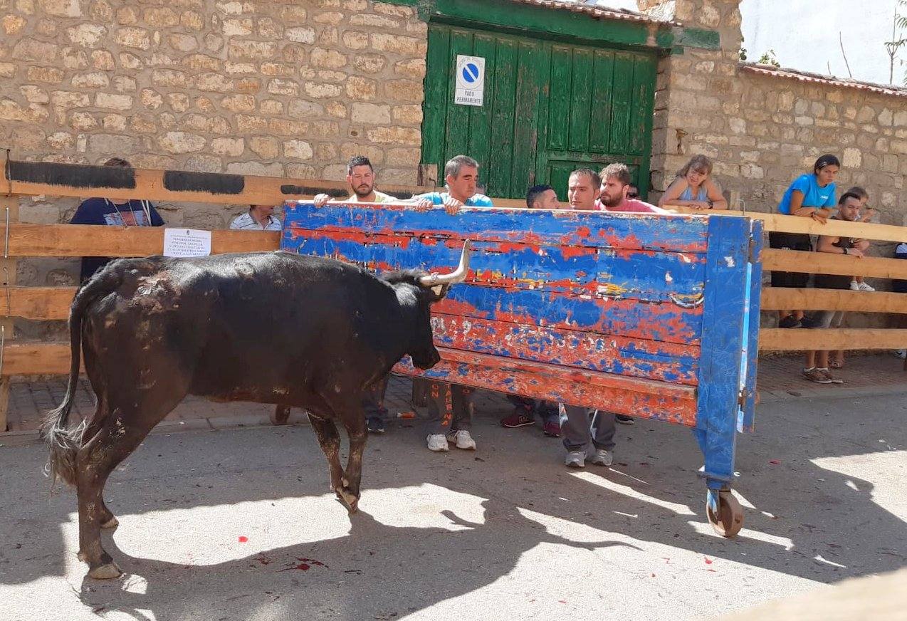 Fotos: Los primeros encierros en Palencia después de un parón de dos años