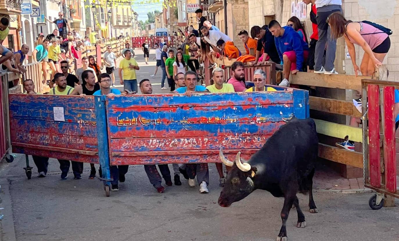 Fotos: Los primeros encierros en Palencia después de un parón de dos años