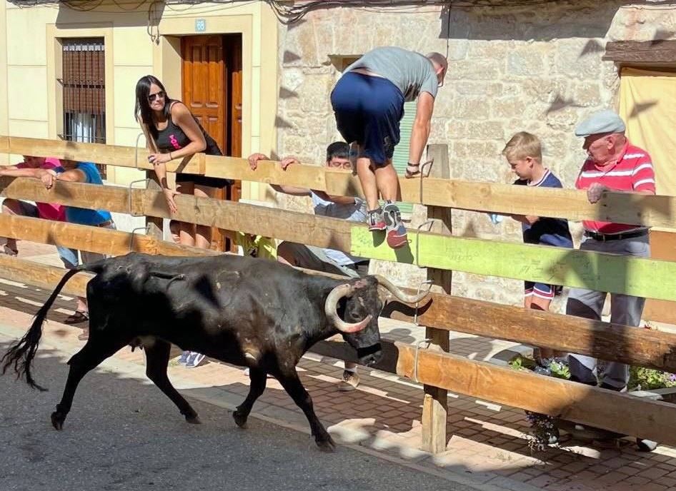 Fotos: Los primeros encierros en Palencia después de un parón de dos años
