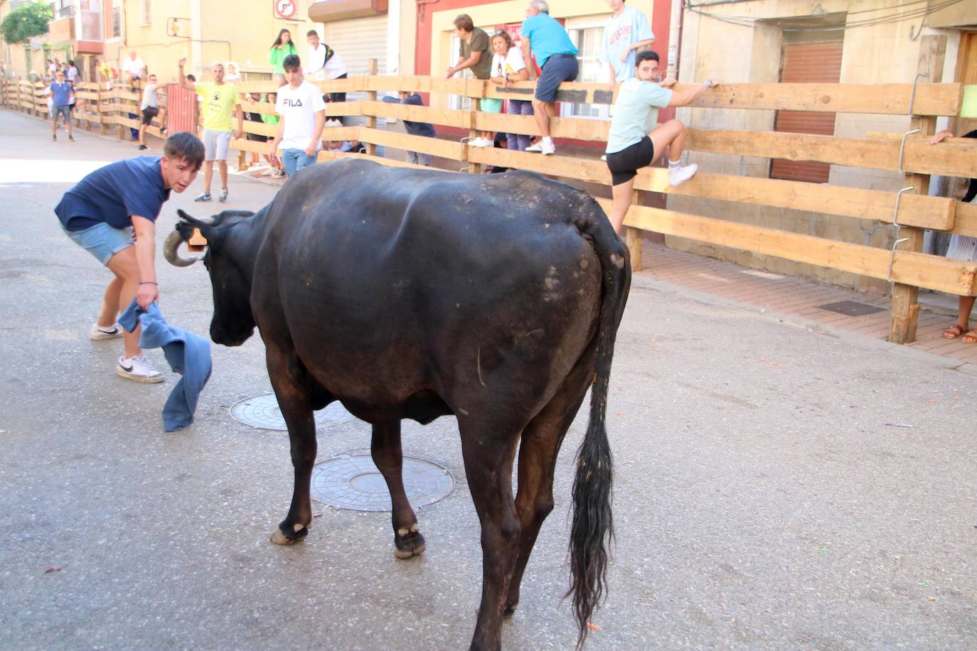 Fotos: Los primeros encierros en Palencia después de un parón de dos años