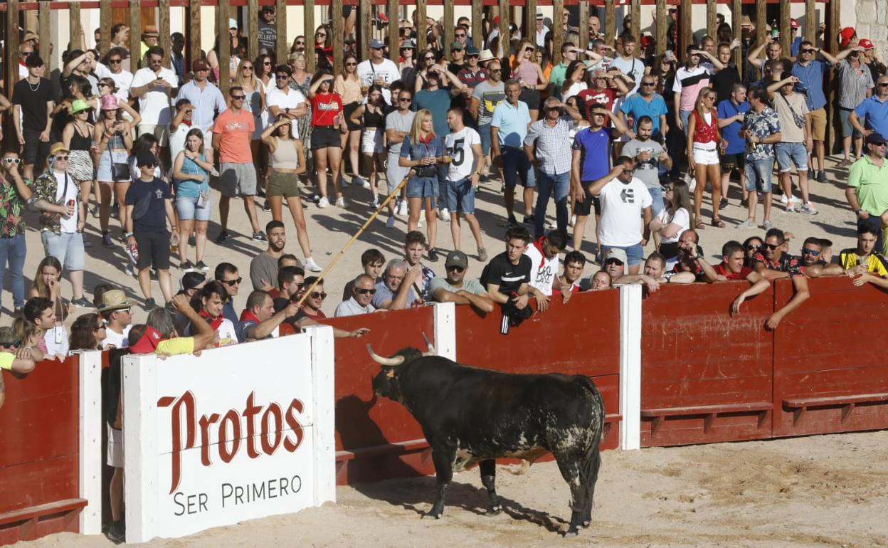 Un toro, ante las tablas de la plaza del Coso después del desencajonamiento por la tarde de las reses que se lidiarán en Peñafiel. 