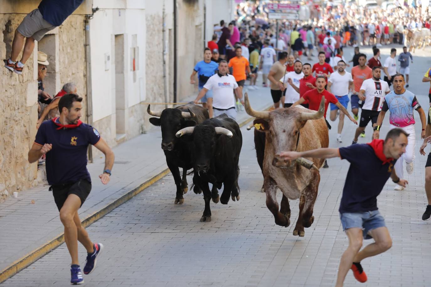 Fotos: El primer encierro de las fiestas de Peñafiel, en imágenes