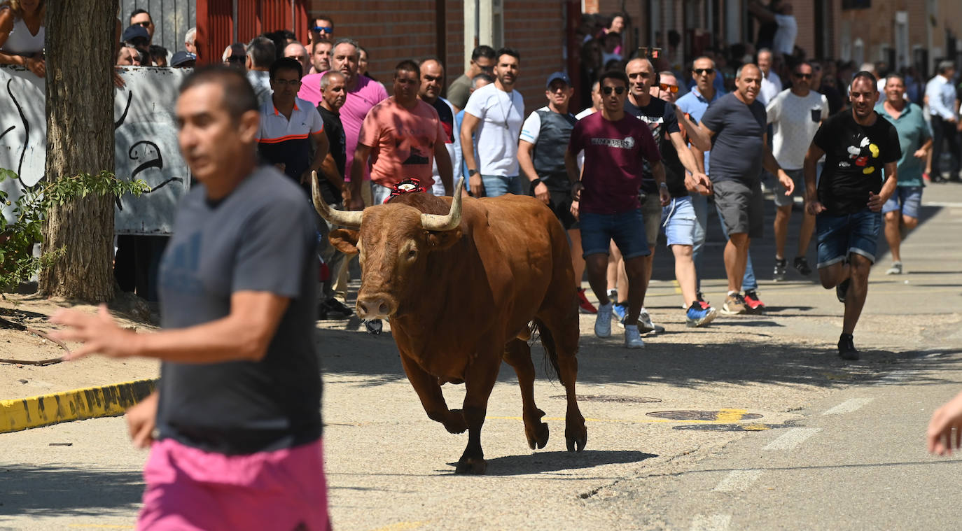 Fotos: El toro del verdejo protagoniza el tercer encierro de las fiestas de Rueda