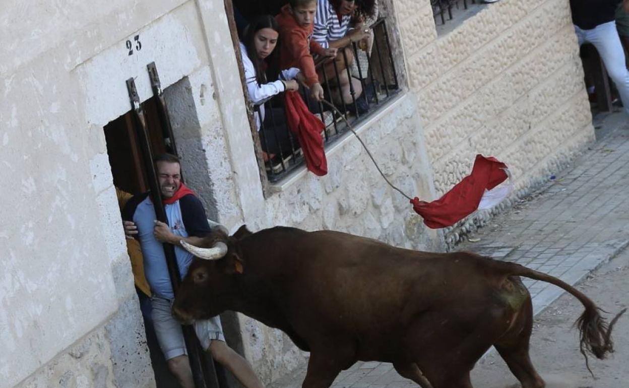 El astado acorrala a un vecino de Campaspero que no logró entrar en el portal.