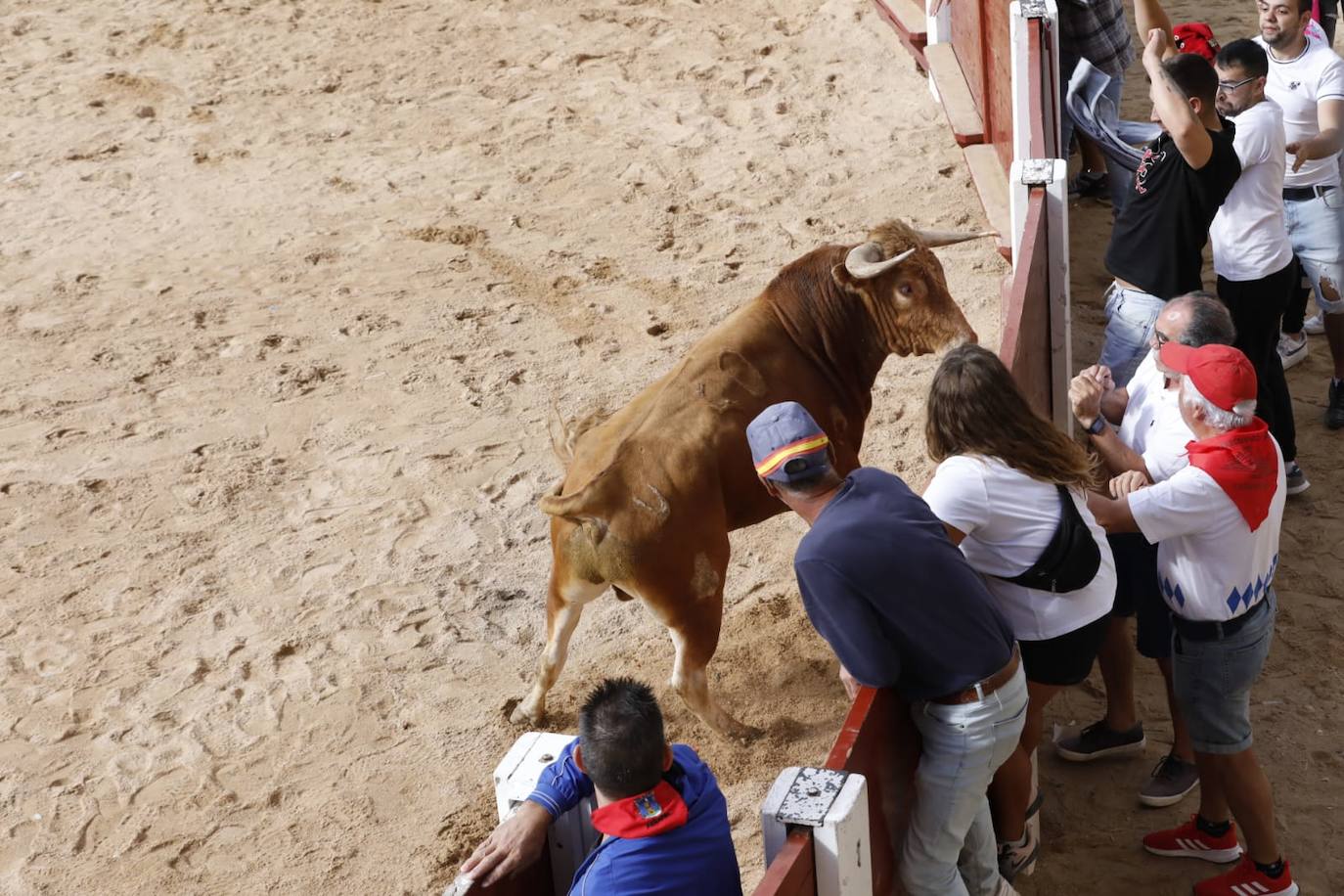 Fotos: Cuarto y último encierro de las fiestas de Peñafiel