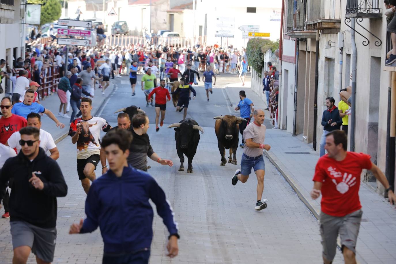 Fotos: Cuarto y último encierro de las fiestas de Peñafiel