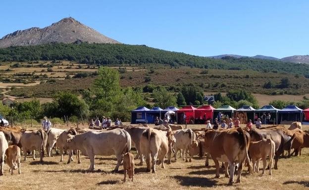 Feria de San Bernardo en La Pernía. 