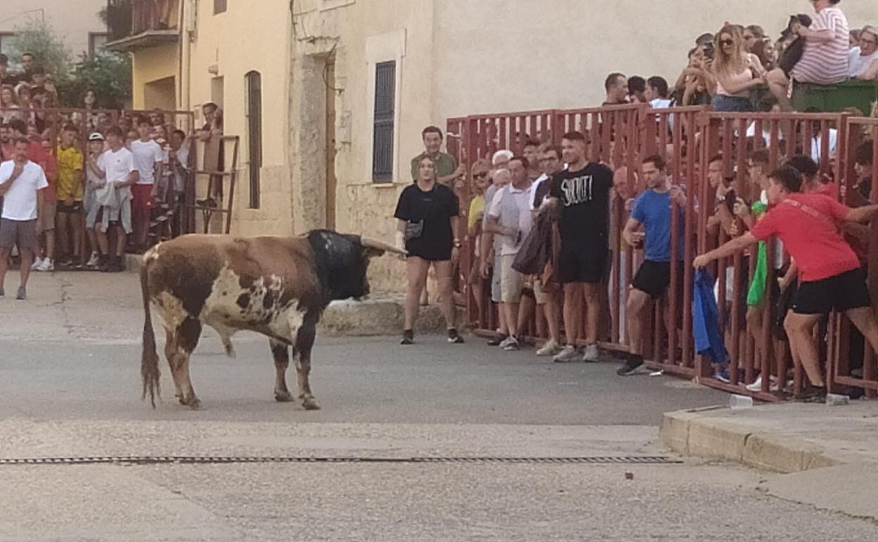 Los aficionados citan al toro del Castillo en una de las calles del encierro de Tiedra. 