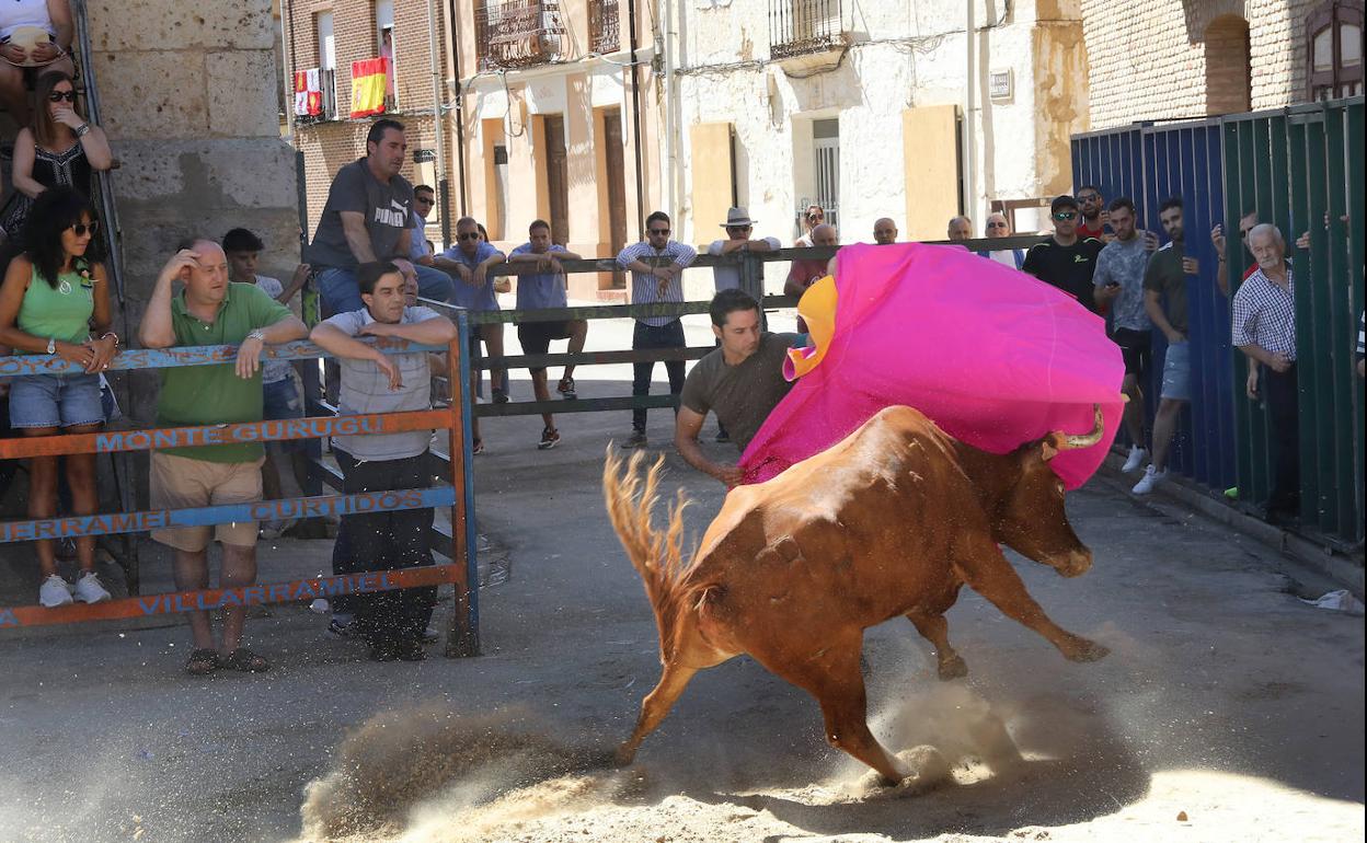 Un joven prueba a la vaca con un capote. 