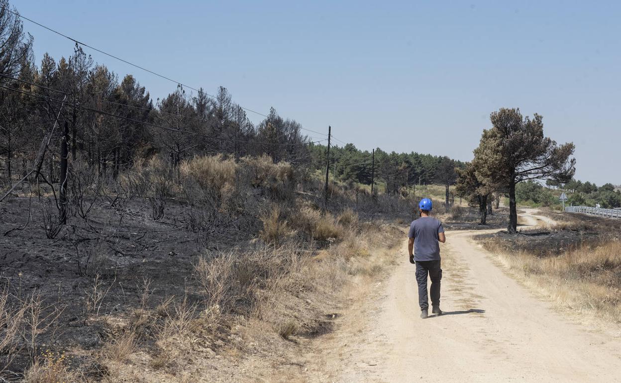 Parte del terreno arrasado en el término municipal de Navafría por el incendio del pasado 15 de julio.