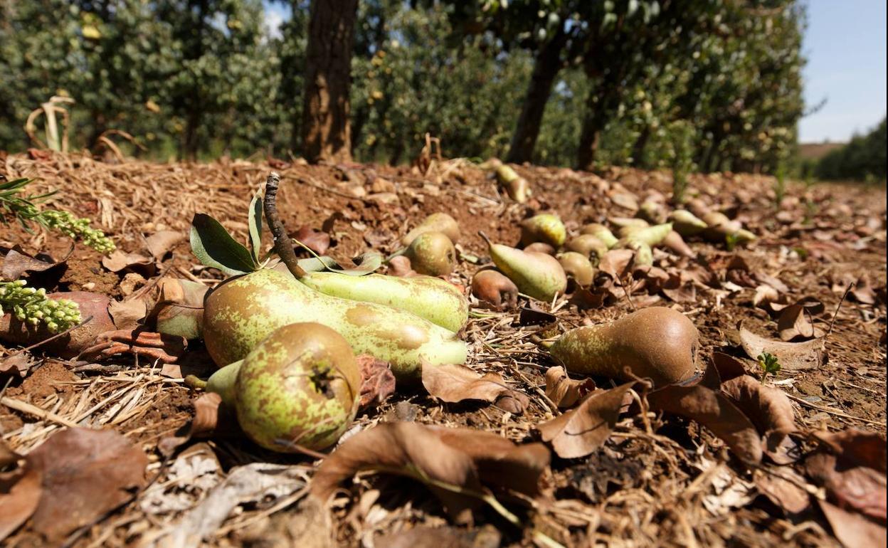 Explotación de pera conferencia en el municipio de Corullón (León), afectada por la fuerte granizada de ayer. 