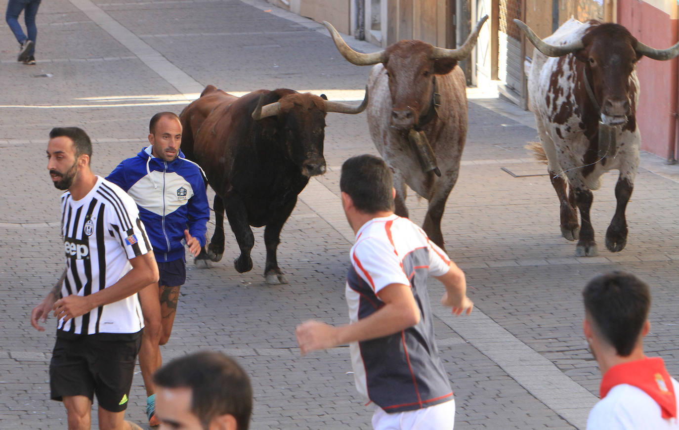 Encierro del martes en las fiestas de Cuéllar.