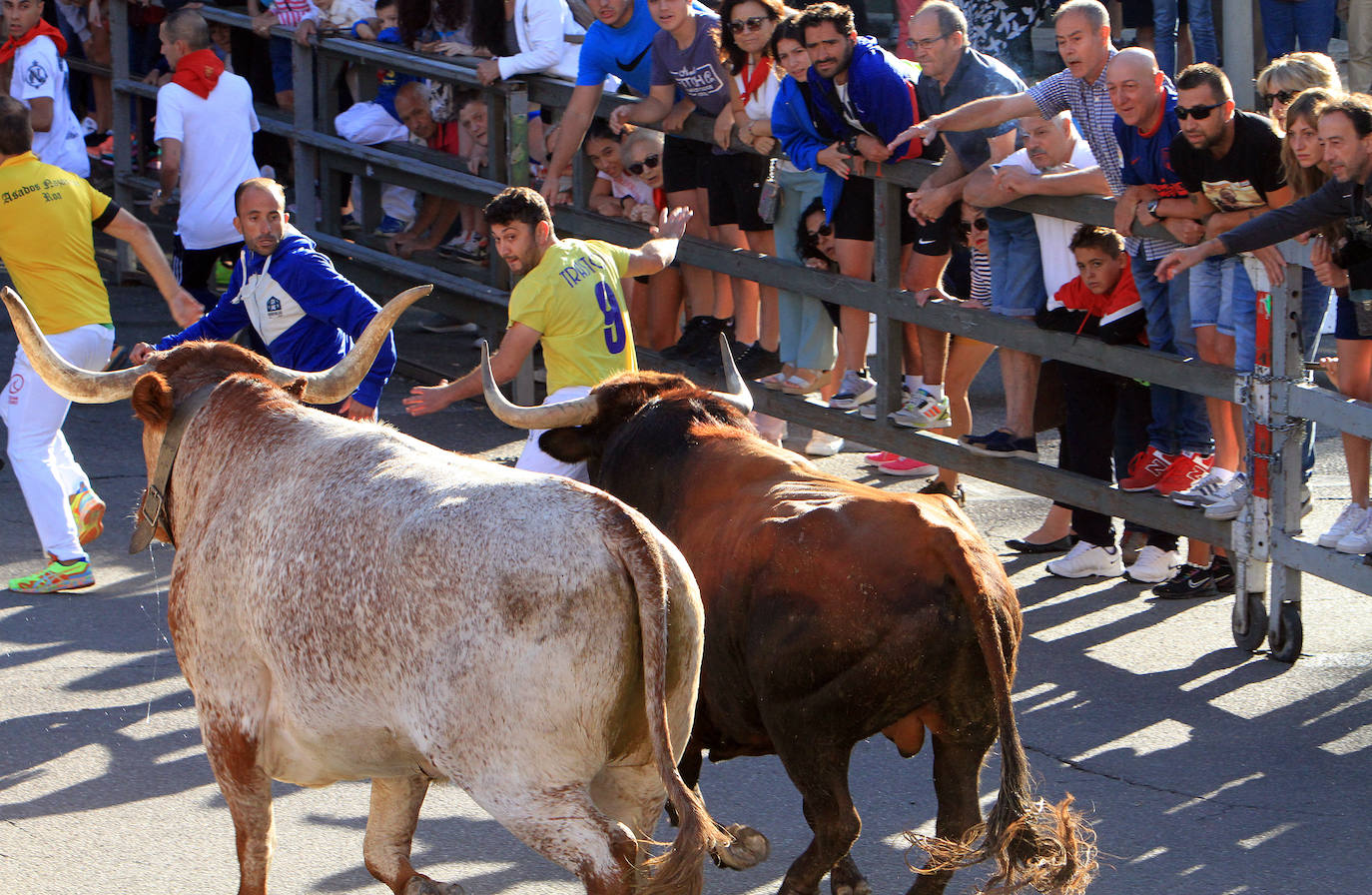 Encierro del martes en las fiestas de Cuéllar.