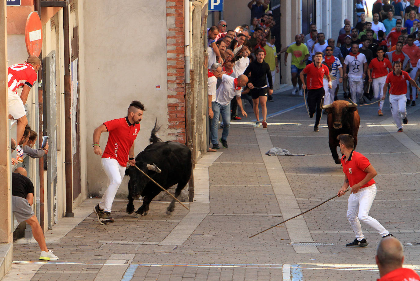 Encierro del martes en las fiestas de Cuéllar.