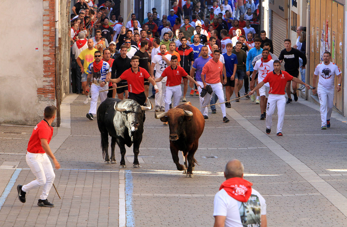 Encierro del martes en las fiestas de Cuéllar.