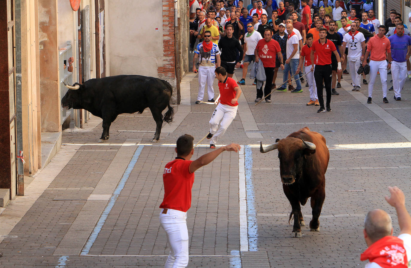 Encierro del martes en las fiestas de Cuéllar.