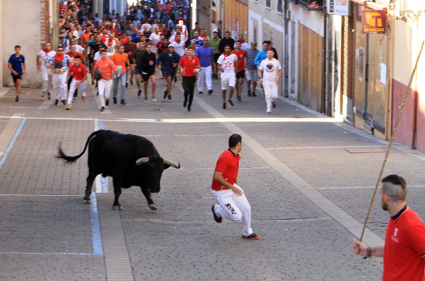 Encierro del martes en las fiestas de Cuéllar.