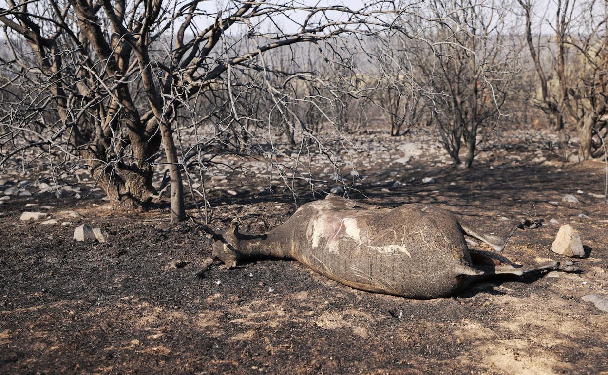 El cadáver de un animal abrasado en el incendio de Losacio.