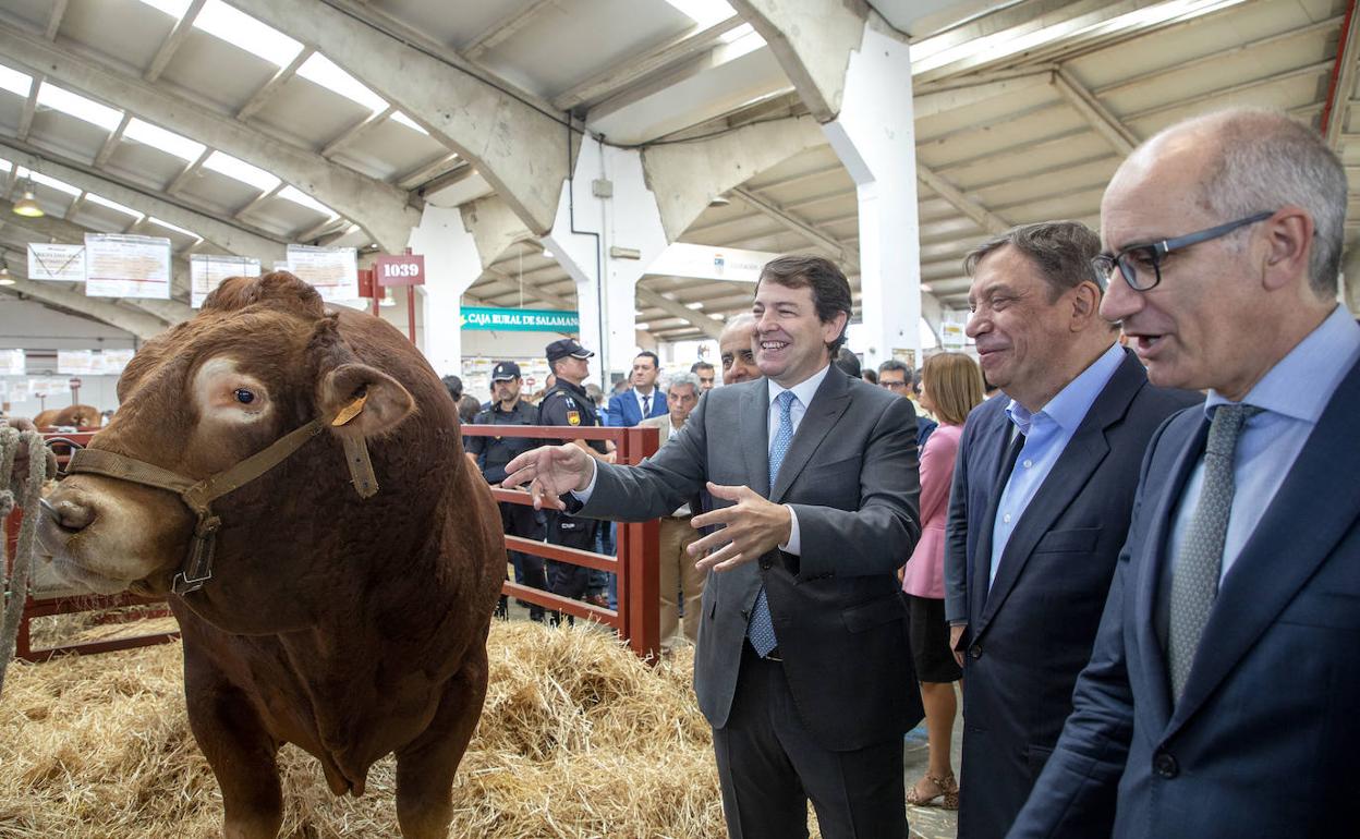 Alfonso Fernández Mañueco, acompañado del Ministro de Agricultura, Pesca y Alimentación (MAPA), Luis Planas, y del presidente de la Diputación de Salamanca, Javier Iglesias, junto a un animal exuesto en la feria Salamaq. 