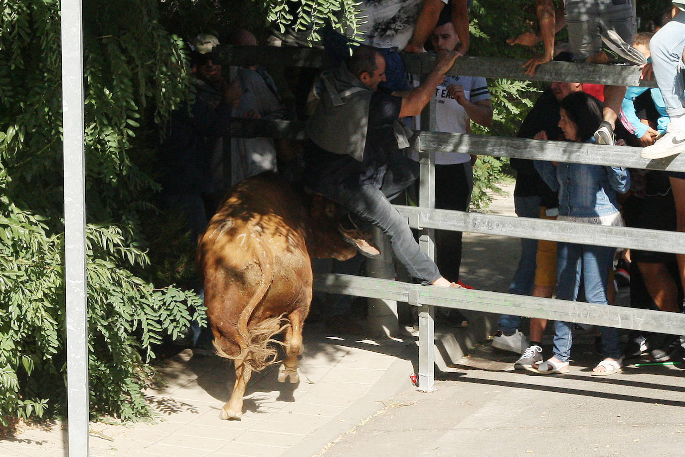 Fotos: Secuencia de la cogida en el segundo encierro de Medina del Campo