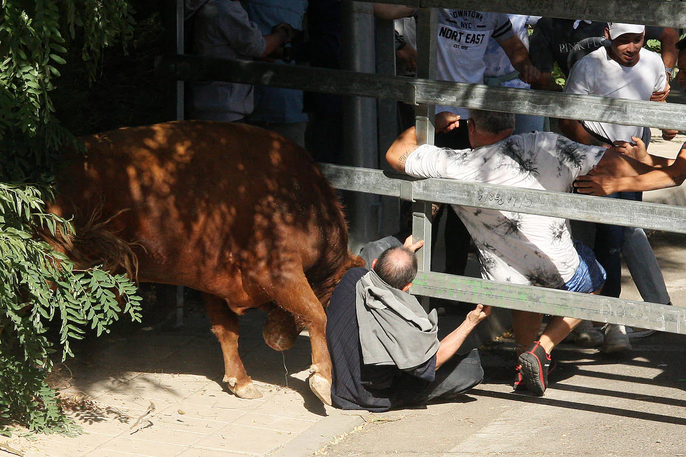 Fotos: Secuencia de la cogida en el segundo encierro de Medina del Campo |  El Norte de Castilla