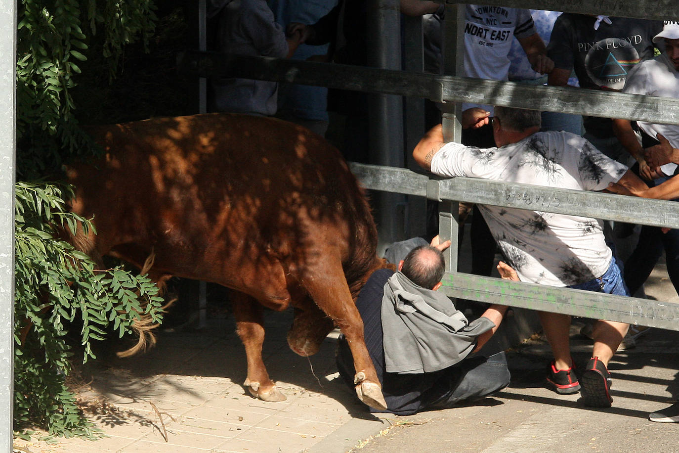 Fotos: Secuencia de la cogida en el segundo encierro de Medina del Campo