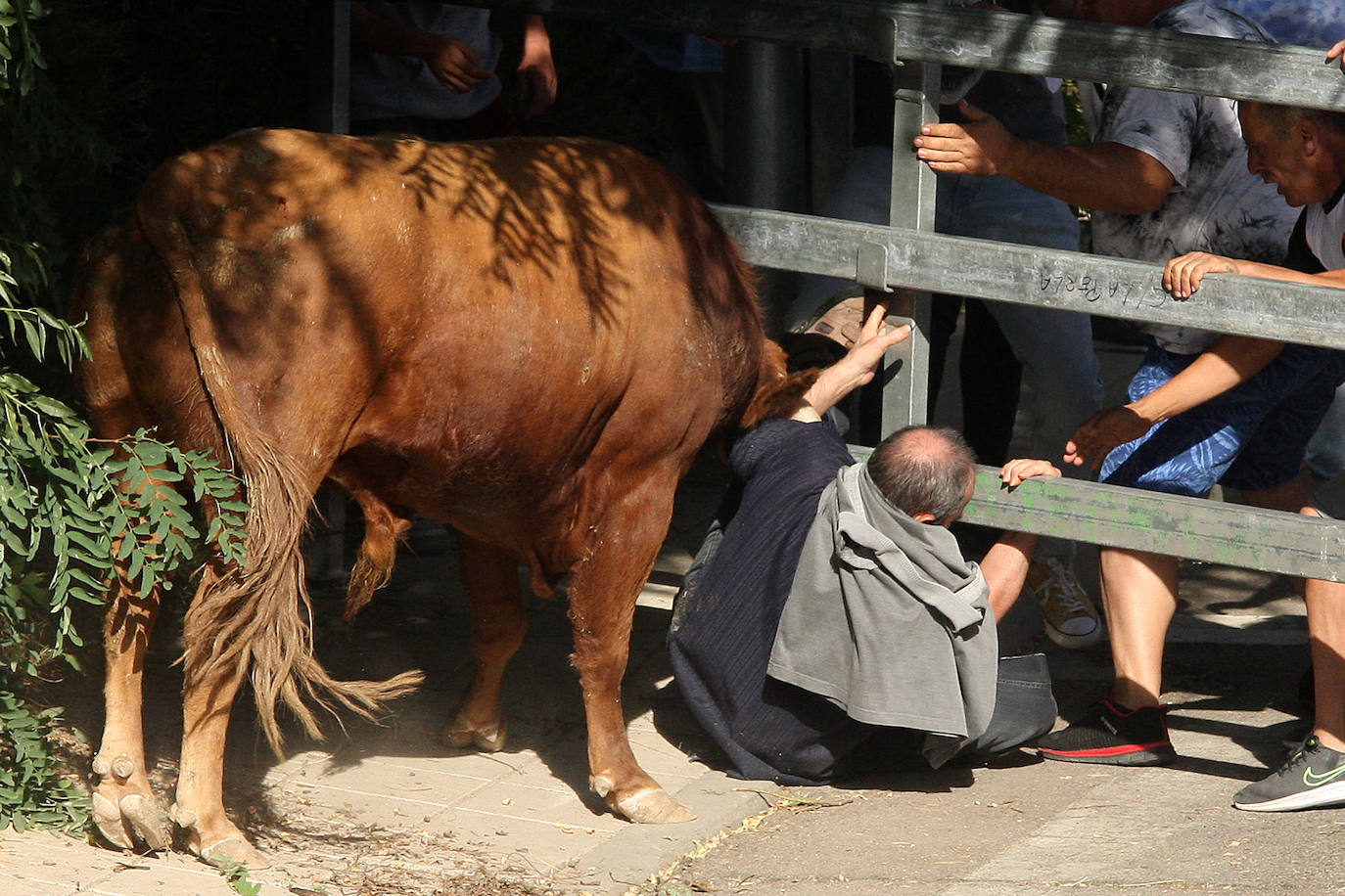 Fotos: Secuencia de la cogida en el segundo encierro de Medina del Campo