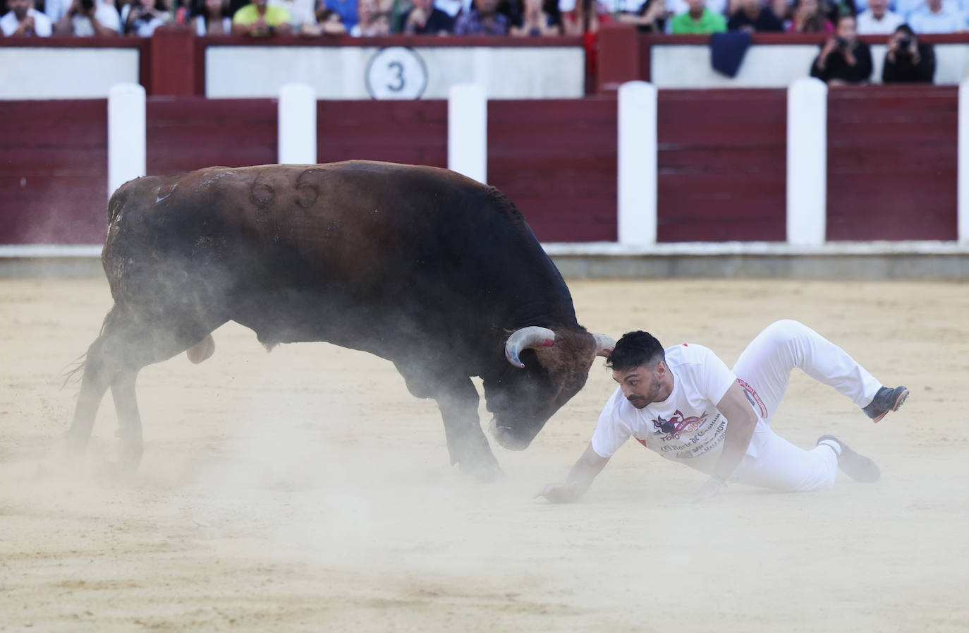 Fotos: La final de Corte Puro, en la plaza de toros de Valladolid