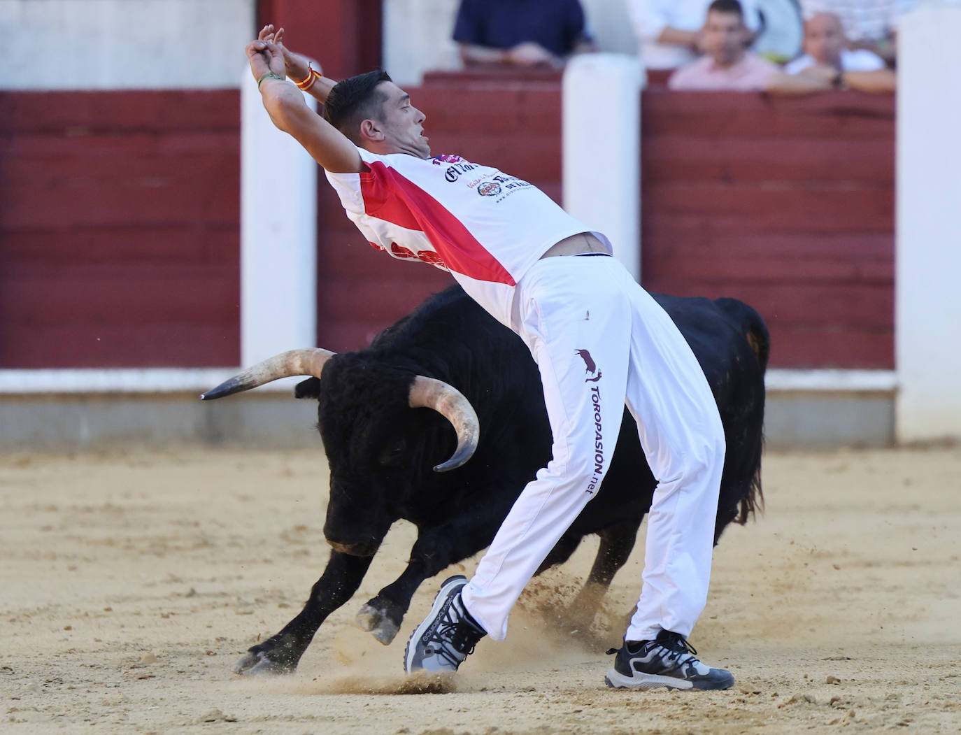 Fotos: La final de Corte Puro, en la plaza de toros de Valladolid