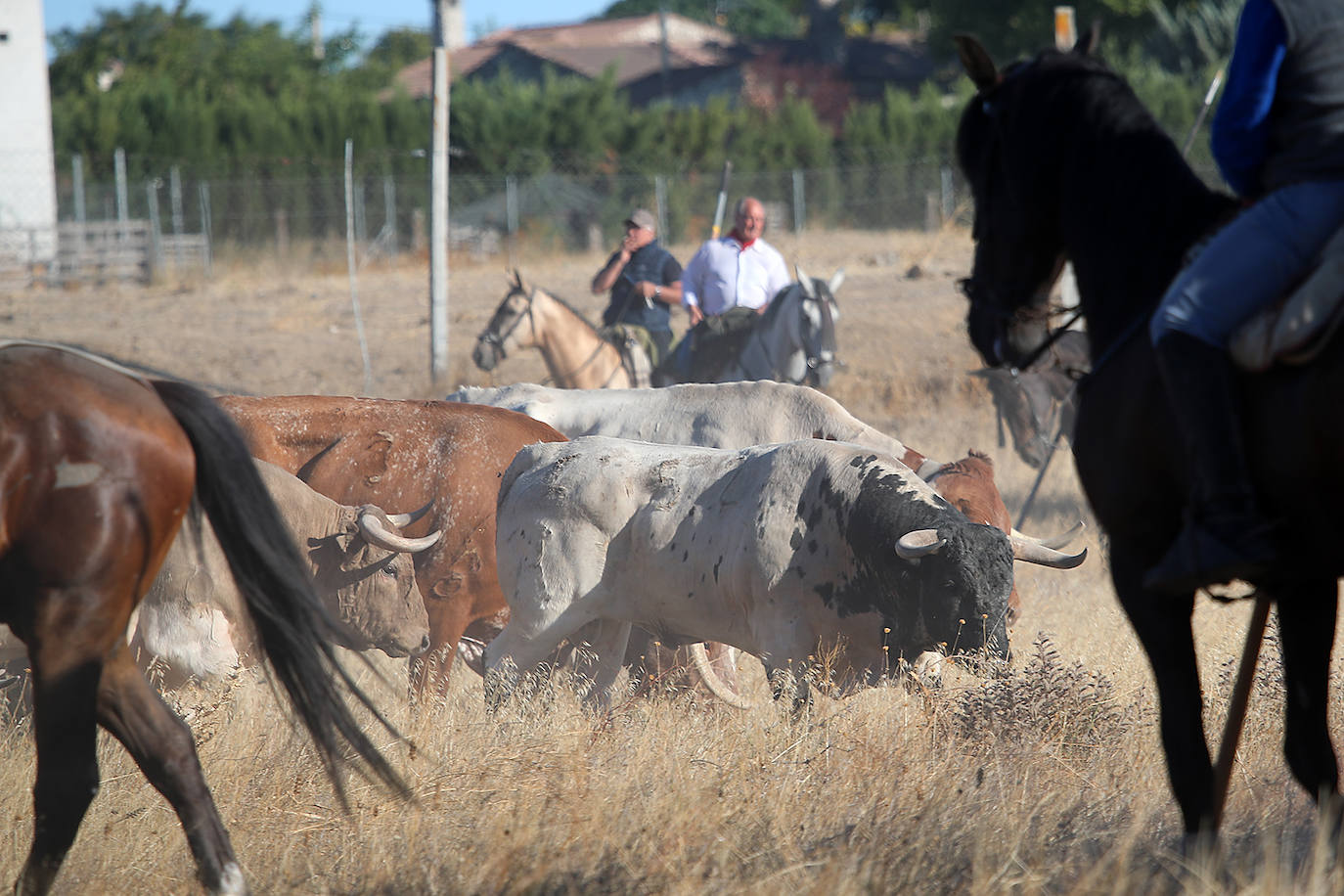 Fotos: Tercer encierro en las fiestas de San Antolín de Medina del Campo