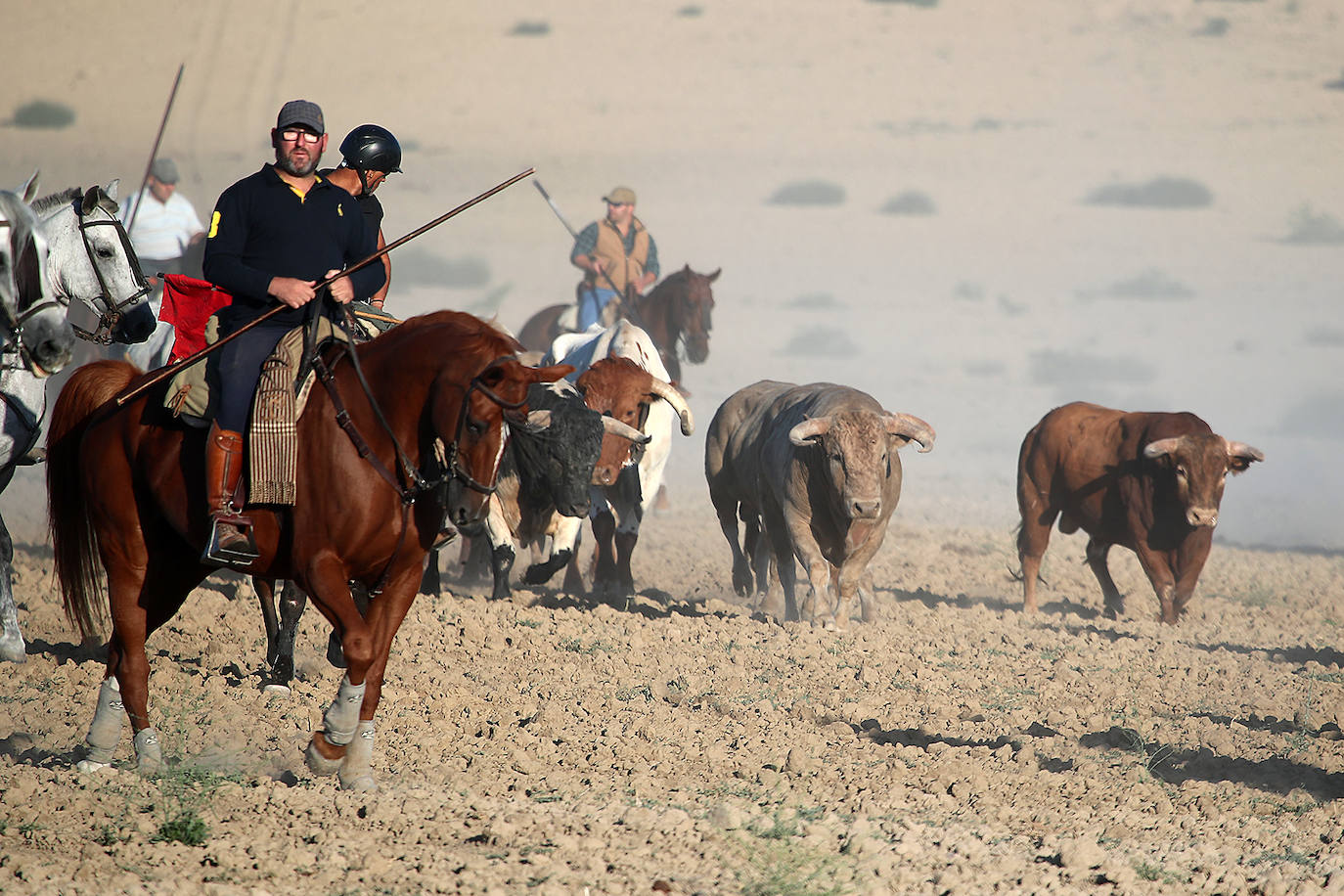 Fotos: Tercer encierro en las fiestas de San Antolín de Medina del Campo