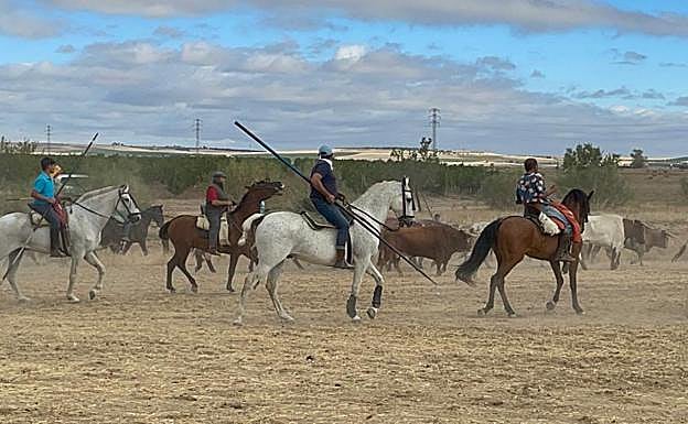 El limpio tercer encierro de San Antolín se convierte en el primero sin heridos de las fiestas de Medina