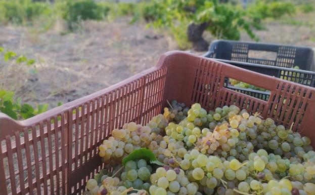 Recogida de uvas de la casta albillo real en Cebreros. 