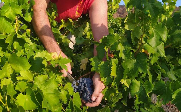 Vendimia de la variedad garnacha tinta en Cebreros.