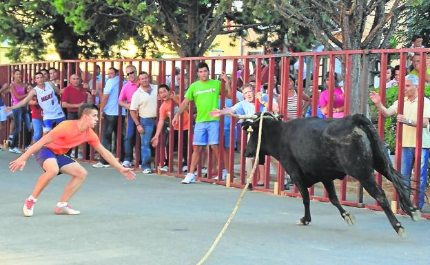 Vaca enmaromada de Villafrechós.